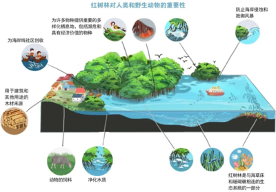 世界海洋日 | 保护海洋生态系统，人与自然和谐共生