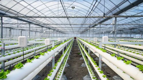 温室大棚建设规模与自然生态系统保护的平衡之道