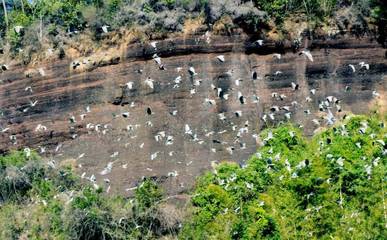 丹霞山自然保护区 珍稀鸟类的生态家园与自然保护典范